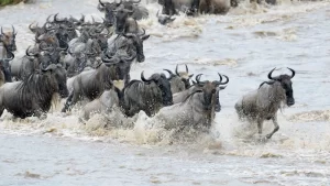 Read more about the article Best Time to Visit Masai Mara in 2023