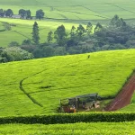 Hidden places to visit in Kenya - Kericho tea plantations
