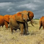 Elephants roaming the Tsavo National Park